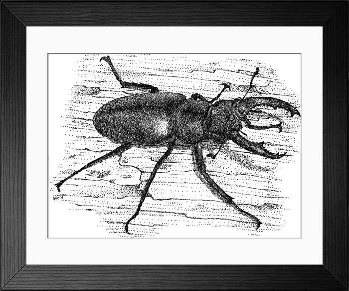 Framed Print : European Stag Beetle Framed Print : European Stag Beetle