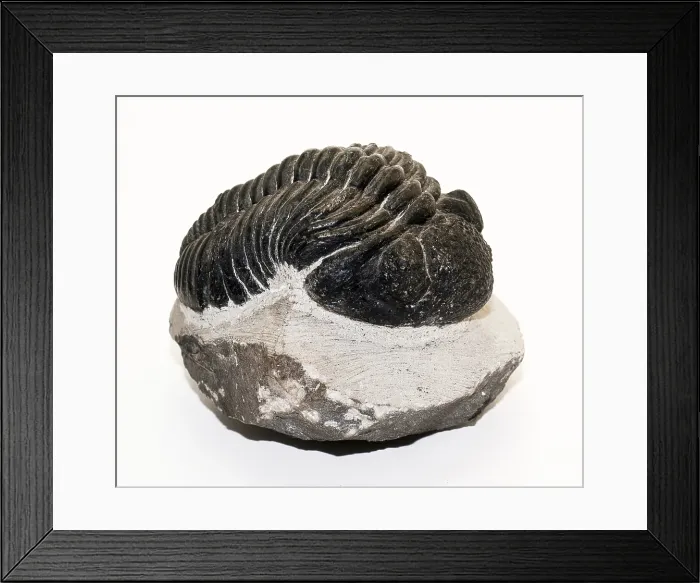 Framed Print : Trilobite Fossil, Drotops megalomanicus Framed Print : Trilobite Fossil, Drotops megalomanicus