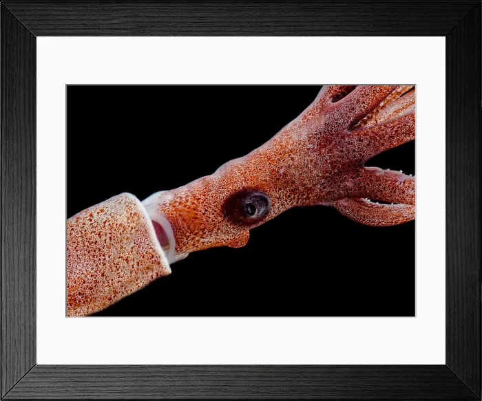Framed Print : Joubin's squid (Joubiniteuthis portieri) Framed Print : Joubin's squid (Joubiniteuthis portieri)