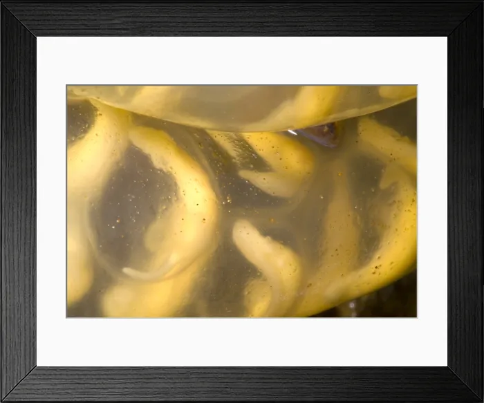Framed Print : Hida Salamander Framed Print : Hida Salamander