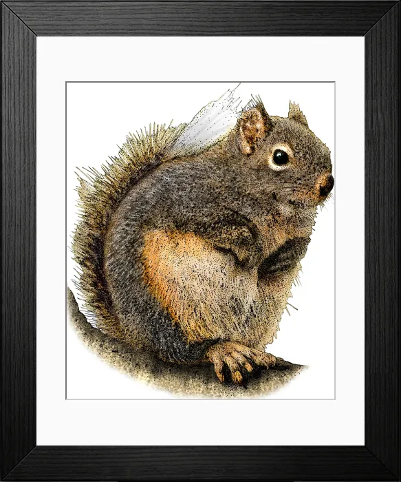 Framed Print : Douglas Squirrel Framed Print : Douglas Squirrel