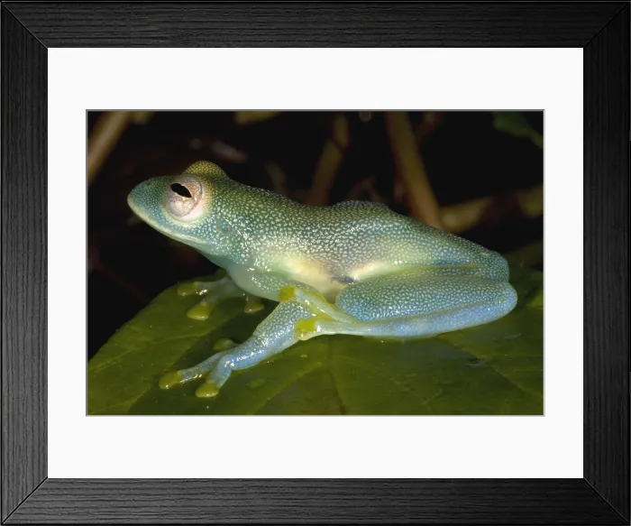 Framed Print : Spiny Glass Frog Framed Print : Spiny Glass Frog