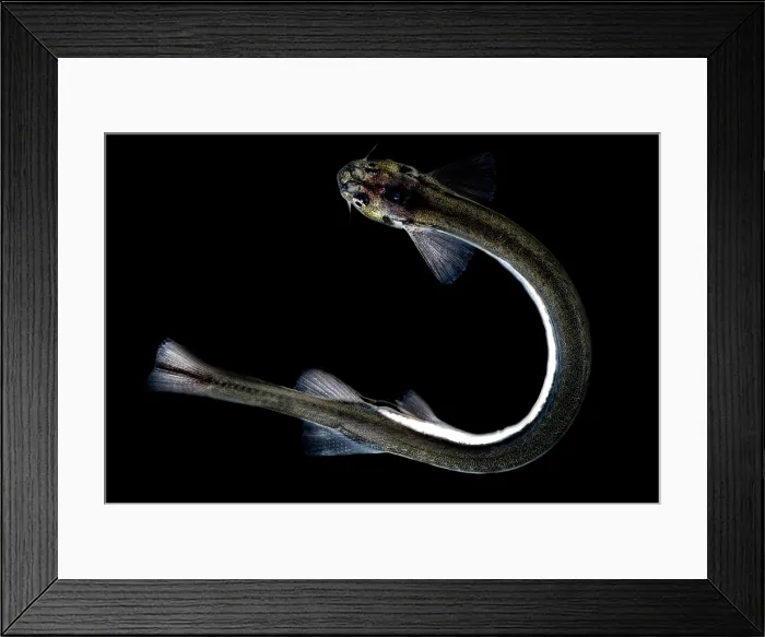 Framed Print : Candiru Catfish Framed Print : Candiru Catfish