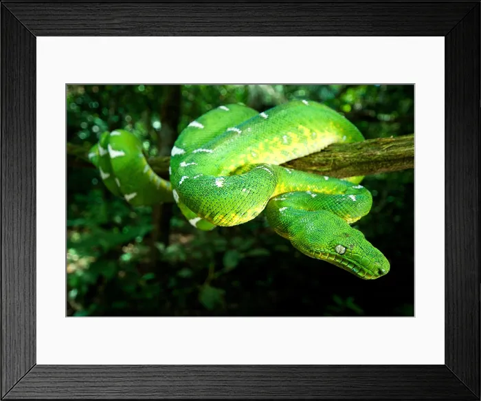 Framed Print : West Amazonian Emerald Tree Boa Framed Print : West Amazonian Emerald Tree Boa