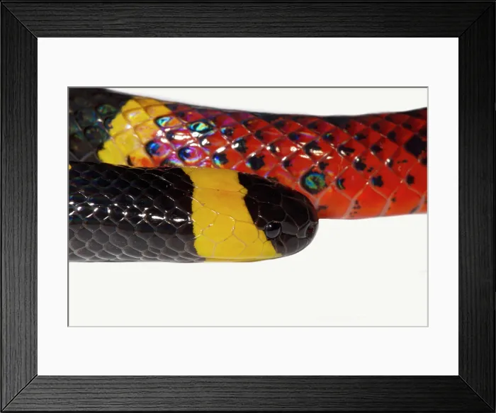 Framed Print : Texas Coral Snake (Micrurus tener) Framed Print : Texas Coral Snake (Micrurus tener)