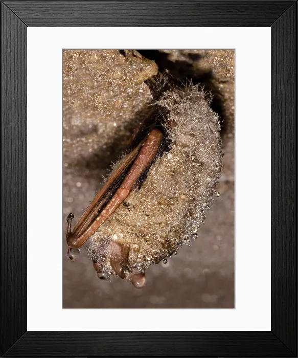 Framed Print : Tricolor Bat (Perimyotis subflavus)