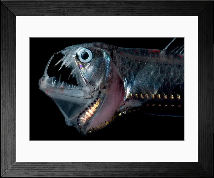 Framed Print : Sloane's Viperfish Framed Print : Sloane's Viperfish