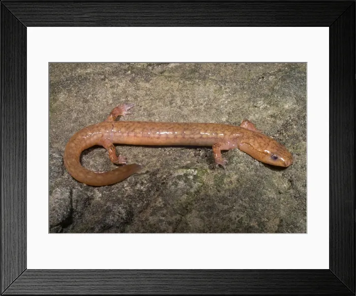 Framed Print : West Virginia Spring Salamander