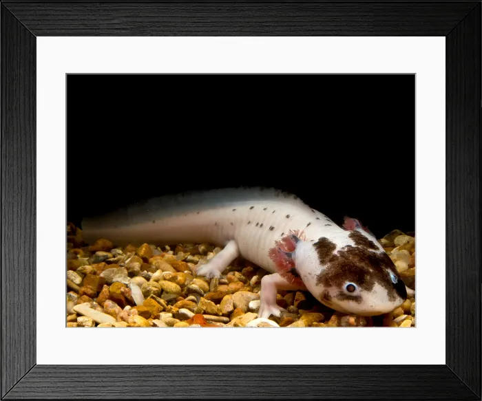 Framed Print : Mexican Axolotl