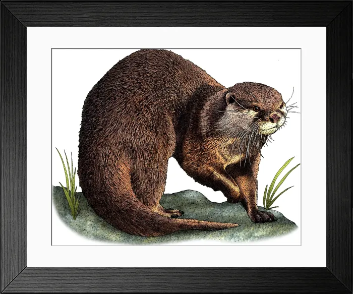 Framed Print : Asian small clawed otter Framed Print : Asian small clawed otter