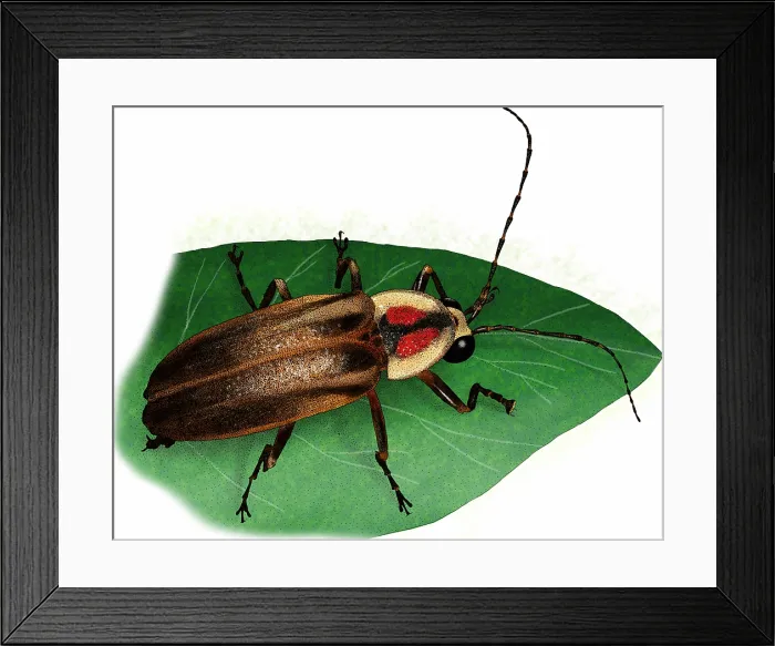 Framed Print : Pennsylvania firefly Framed Print : Pennsylvania firefly
