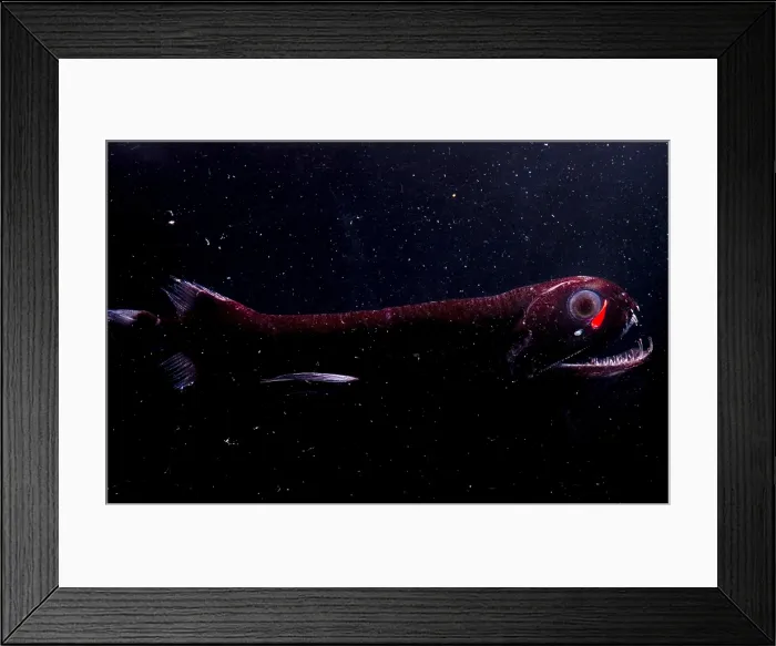 Framed Print : Dragonfish
