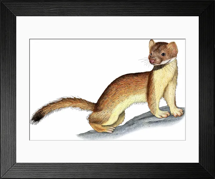 Framed Print : Long-tailed Weasel Framed Print : Long-tailed Weasel