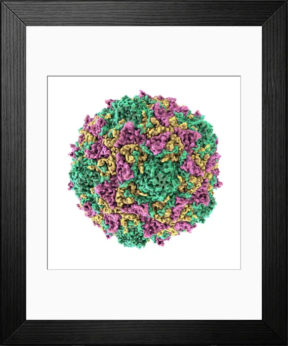 Framed Print : Poliovirus Framed Print : Poliovirus