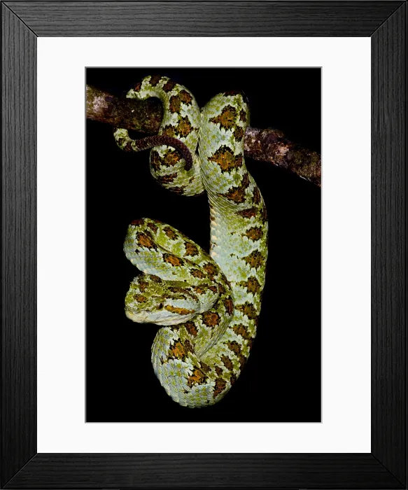 Framed Print : Blotched Palm Pitviper Framed Print : Blotched Palm Pitviper