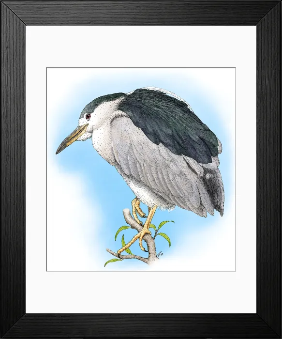 Framed Print : Black-crowned Night Heron Framed Print : Black-crowned Night Heron