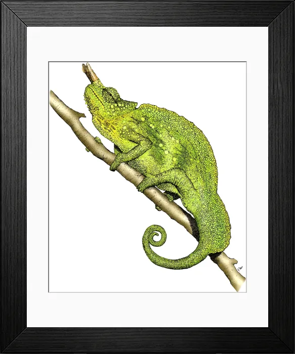 Framed Print : Horned Chameleon Framed Print : Horned Chameleon