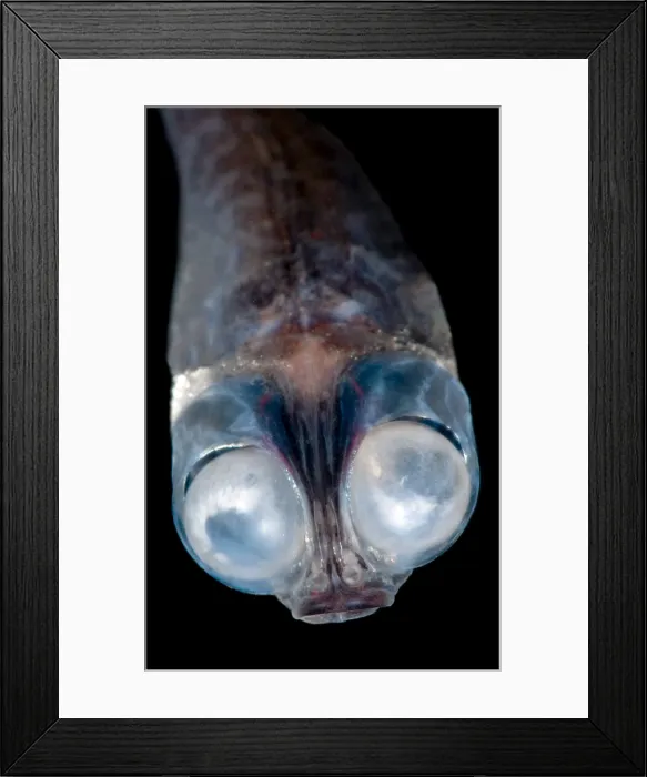 Framed Print : Deep-Sea Google-Eye Framed Print : Deep-Sea Google-Eye