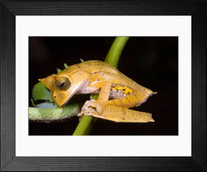 Framed Print : Marsupial Frog Framed Print : Marsupial Frog