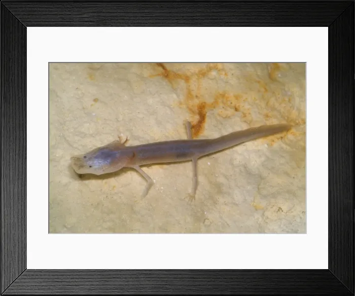 Framed Print : Texas Blind Salmander Framed Print : Texas Blind Salmander