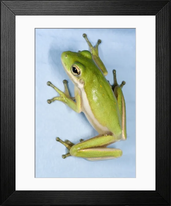 Framed Print : Green treefrog, Hyla cinerea Framed Print : Green treefrog, Hyla cinerea