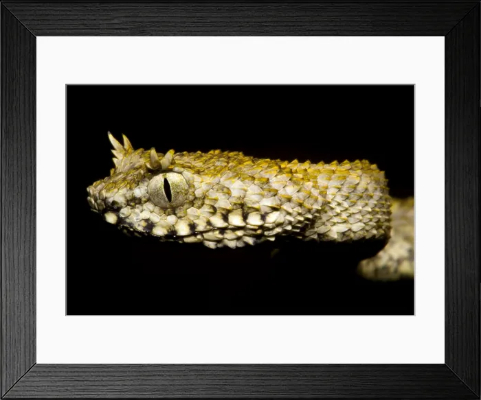 Framed Print : Usambara Eyelash Bush Viper Framed Print : Usambara Eyelash Bush Viper