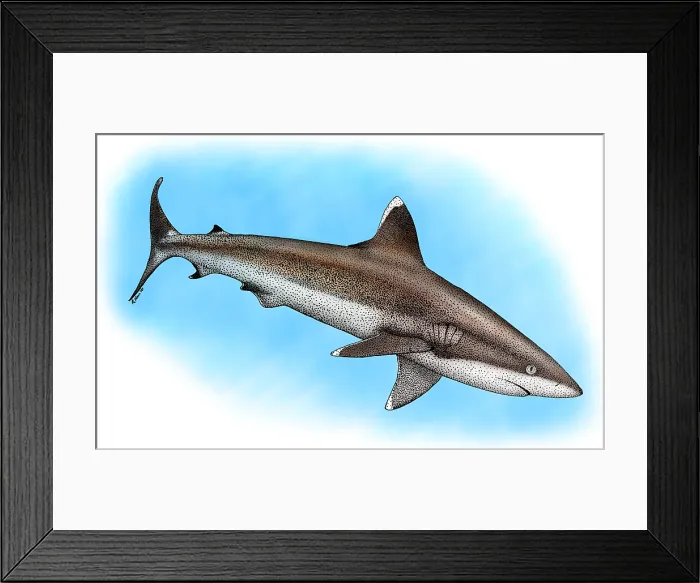 Framed Print : Silvertip Reef Shark Framed Print : Silvertip Reef Shark