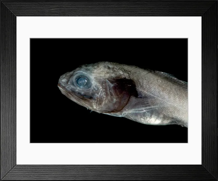 Framed Print : Digitate Cusk Eel (Dicrolene introniger) Framed Print : Digitate Cusk Eel (Dicrolene introniger)