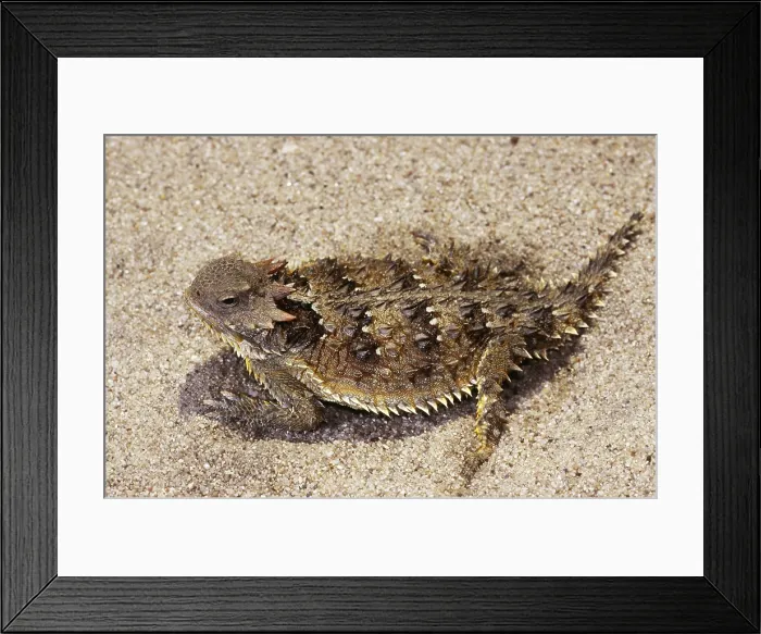 Framed Print : Coast Horned Lizard or Horny Toad Framed Print : Coast Horned Lizard or Horny Toad
