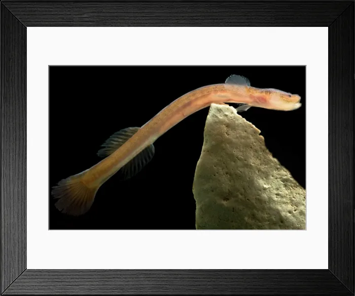 Framed Print : Japanese Groundwater Goby (Luciogobius pallidus) Framed Print : Japanese Groundwater Goby (Luciogobius pallidus)