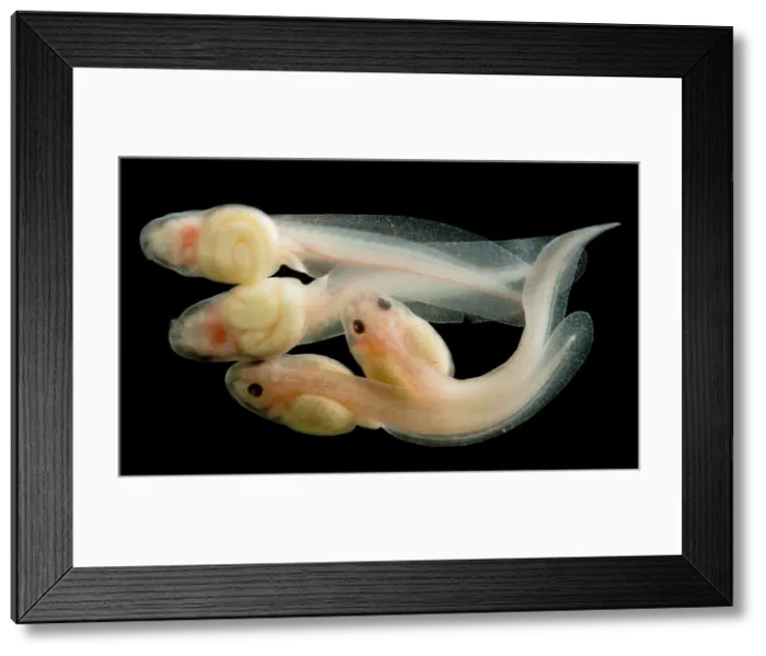 Framed Print : Rosy Ground Frog Tadpoles
