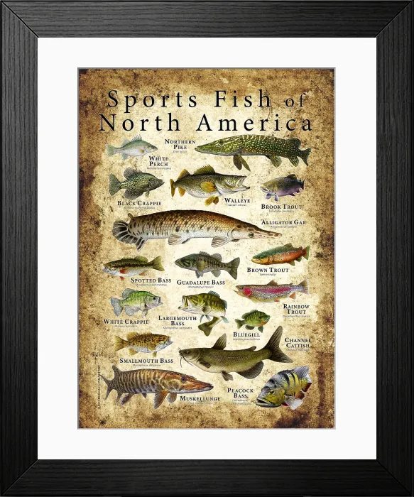 Framed Print : Sports Fish of North America Framed Print : Sports Fish of North America