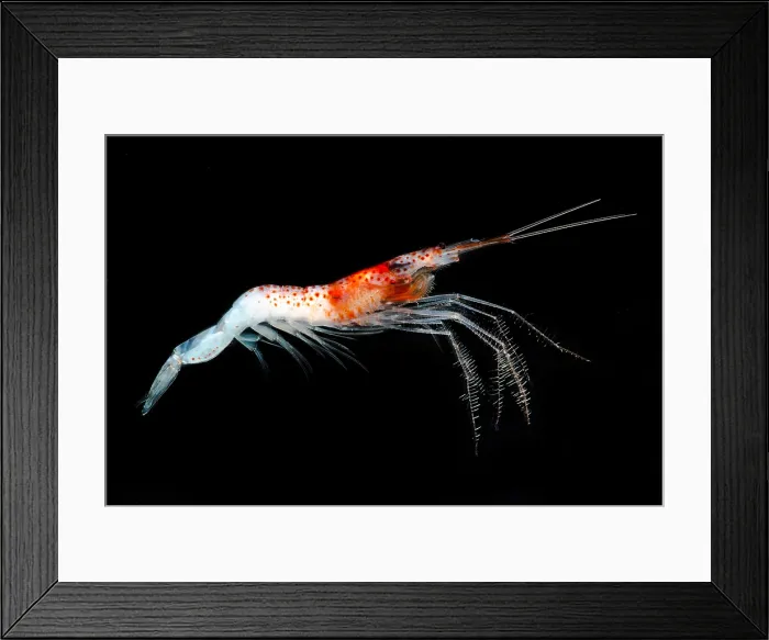 Framed Print : Mesopelagic Crustacean (Sergestes sp.) Framed Print : Mesopelagic Crustacean (Sergestes sp.)
