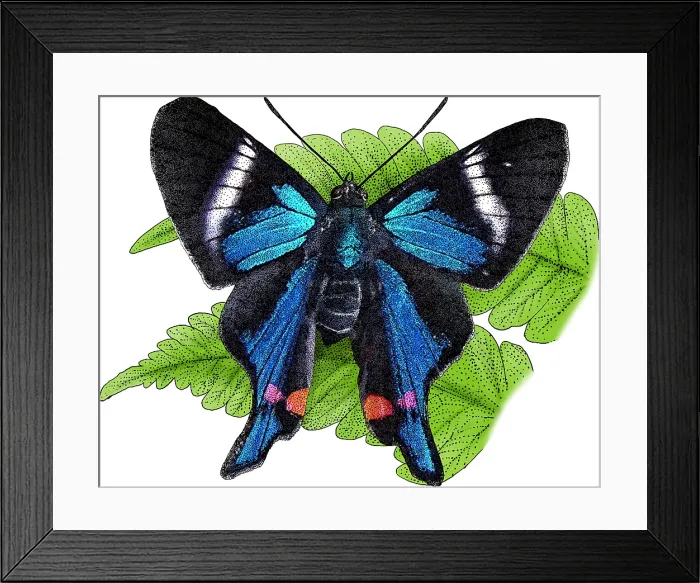 Framed Print : Periander Metalmark, Illustration