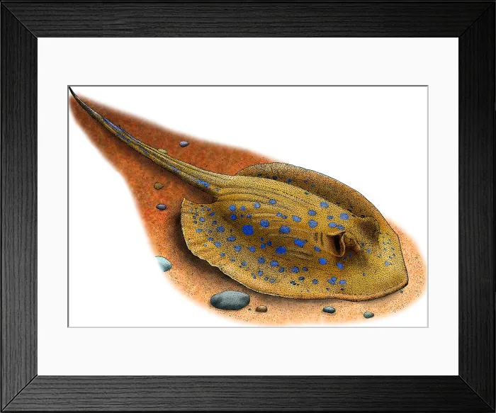 Framed Print : Bluespotted Stingray Framed Print : Bluespotted Stingray