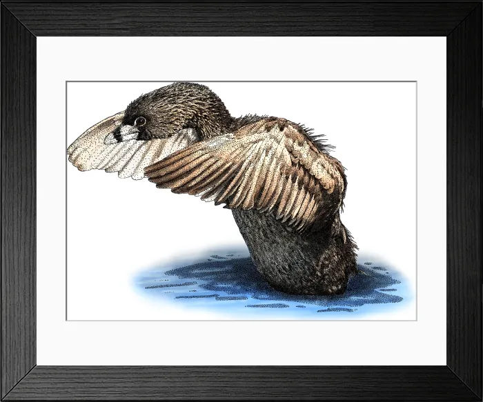 Framed Print : Pied billed grebe Framed Print : Pied billed grebe