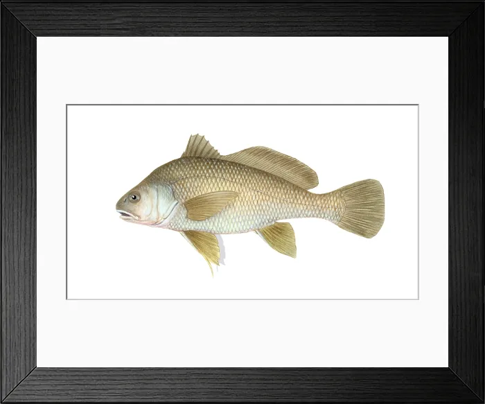 Framed Print : Freshwater Drum Framed Print : Freshwater Drum