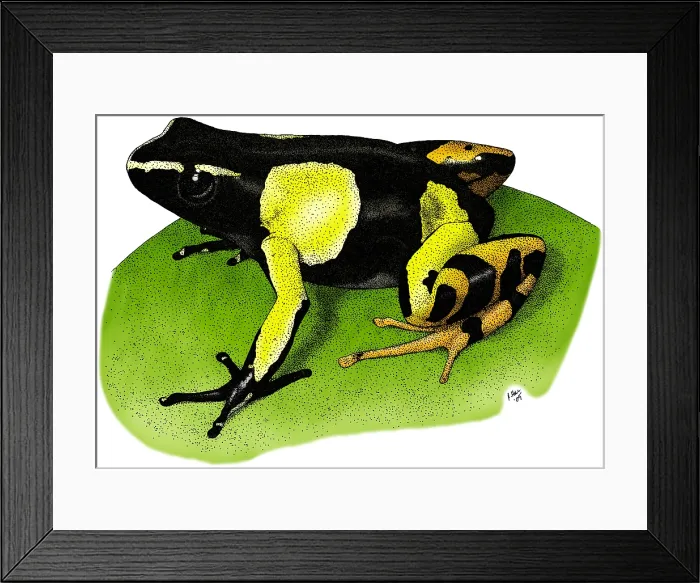 Framed Print : Painted Mantella Frog Framed Print : Painted Mantella Frog
