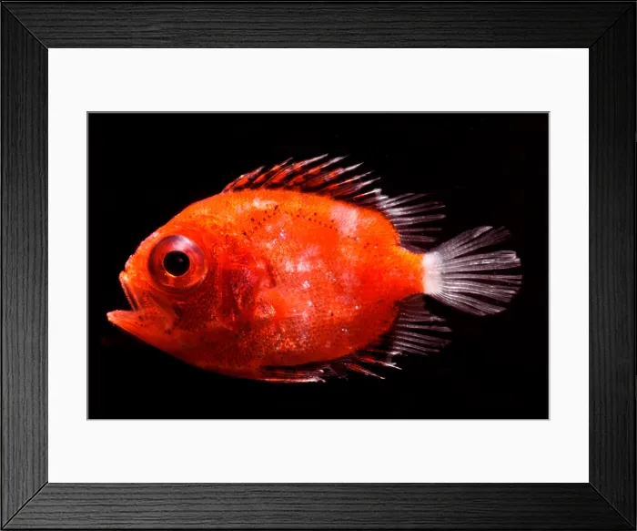 Framed Print : Short Bigeye (Pristigenys alta) Framed Print : Short Bigeye (Pristigenys alta)