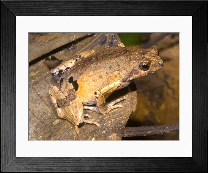 Framed Print : Peter's Dwarf Frog Framed Print : Peter's Dwarf Frog
