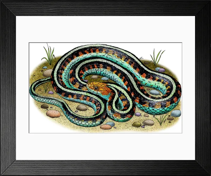 Framed Print : California Red-Sided Garter Snake Framed Print : California Red-Sided Garter Snake