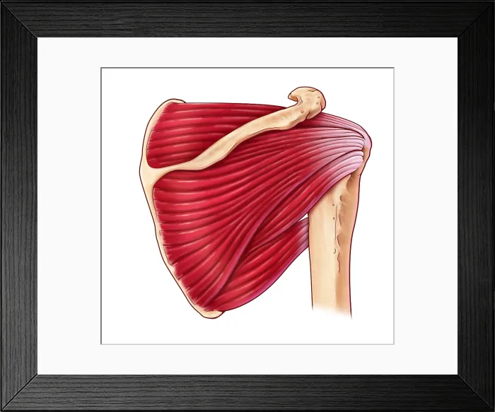 Framed Print : Shoulder Muscles, illustration
