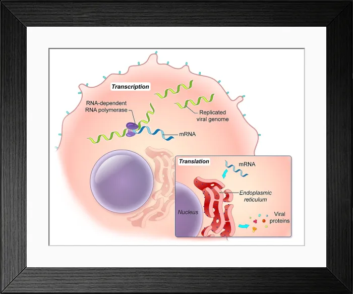 Framed Print : Ebola Virus Replication (4 of 5) Framed Print : Ebola Virus Replication (4 of 5)