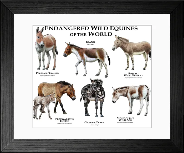 Framed Print : Endangered Wild Equines of the World