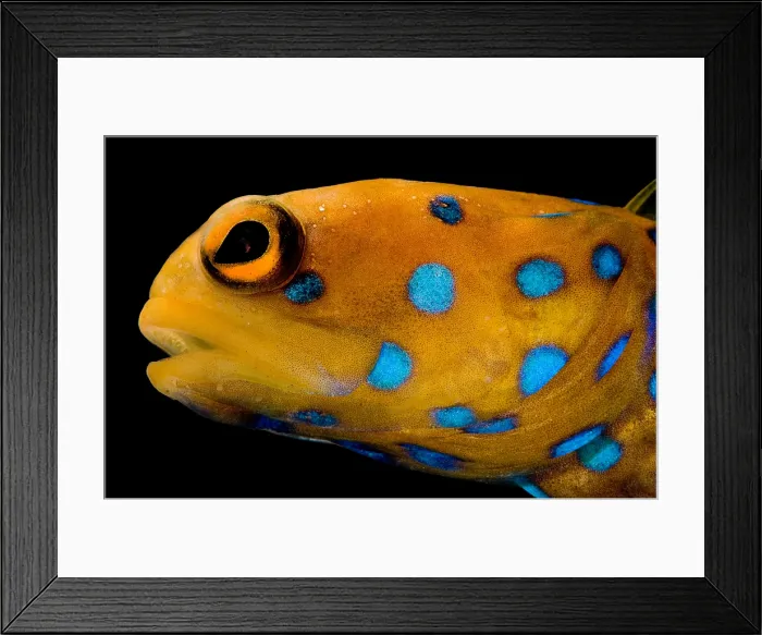Framed Print : Bluespot Jawfish Framed Print : Bluespot Jawfish