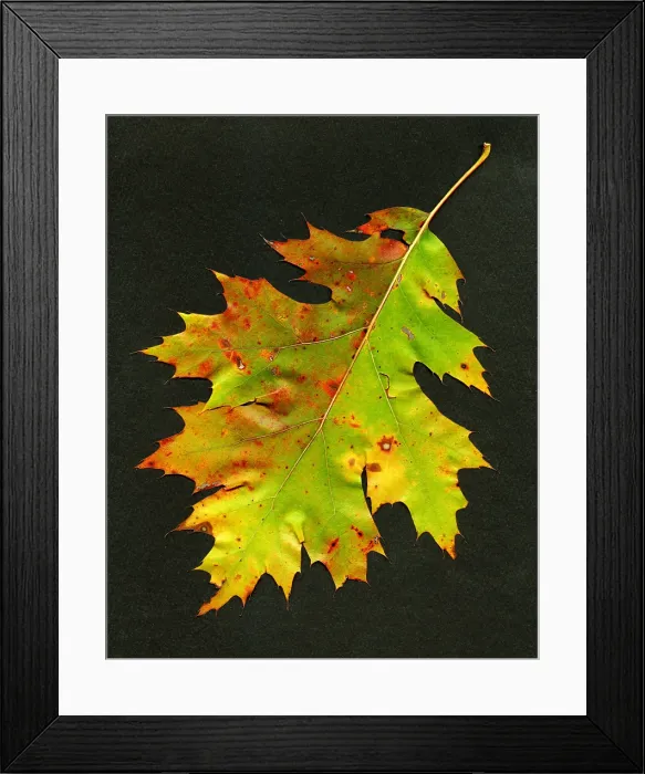 Framed Print : Autumn Oak Leaf