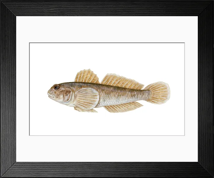 Framed Print : Round Goby (Neogobius melanostomus)