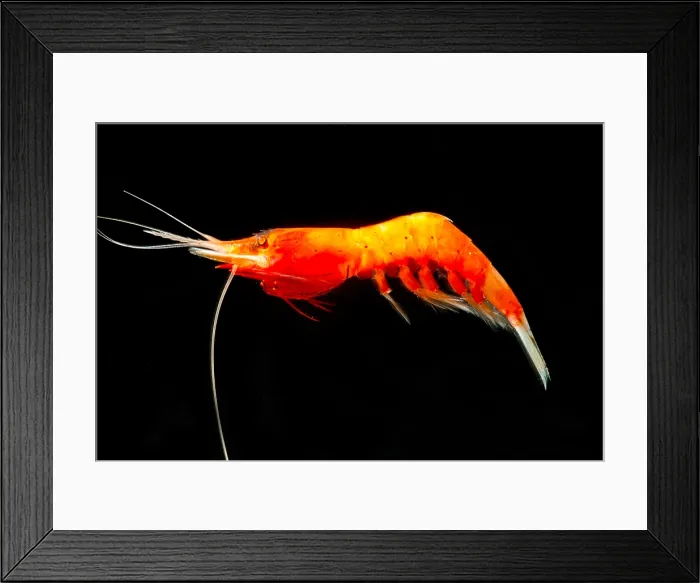 Framed Print : Deep Water Shrimp (Systellaspis debilis) Framed Print : Deep Water Shrimp (Systellaspis debilis)
