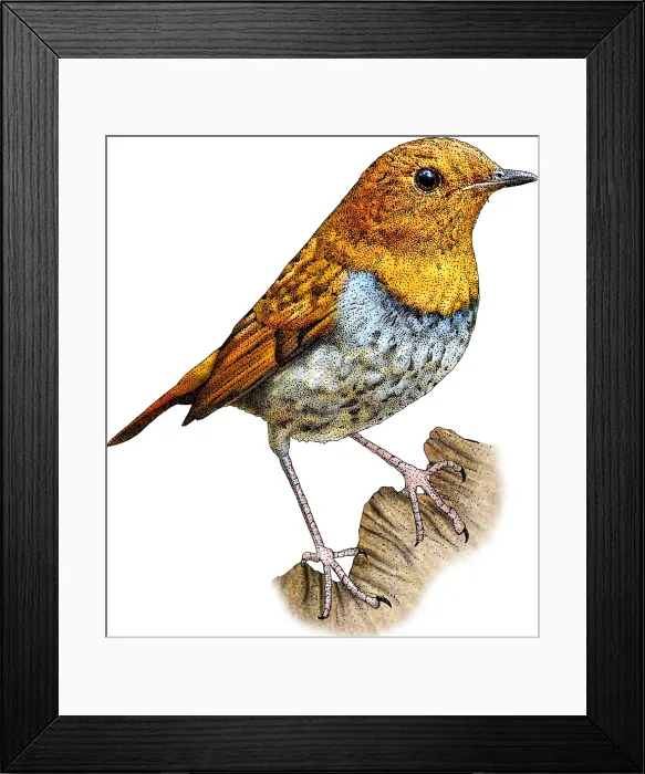 Framed Print : Japanese Robin Framed Print : Japanese Robin