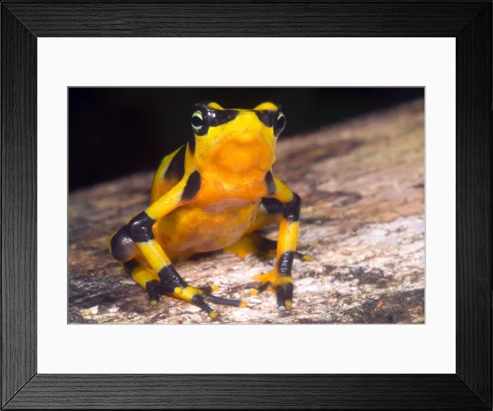 Framed Print : Harlequin Toad Framed Print : Harlequin Toad